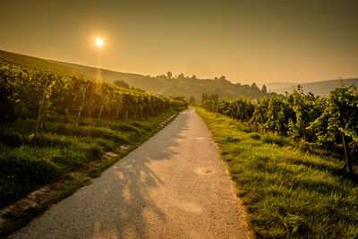 Street in vineyard with sun and back lit summer morning