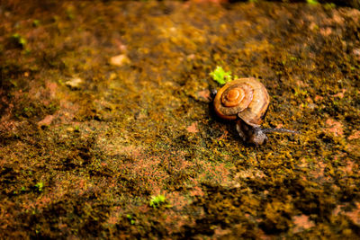 Close-up of snail on ground