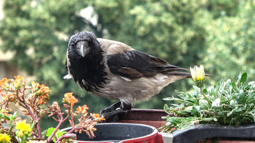 Close-up of bird perching on flower