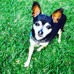 Portrait of dog on grassy field