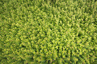 Full frame shot of plants growing on field