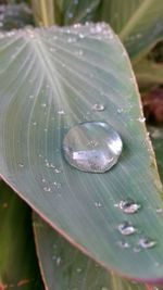 Close-up of leaves