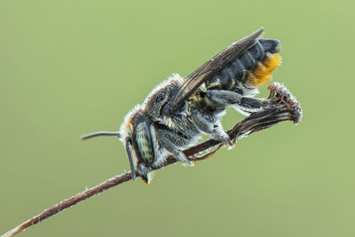 Close-up of insect on stem