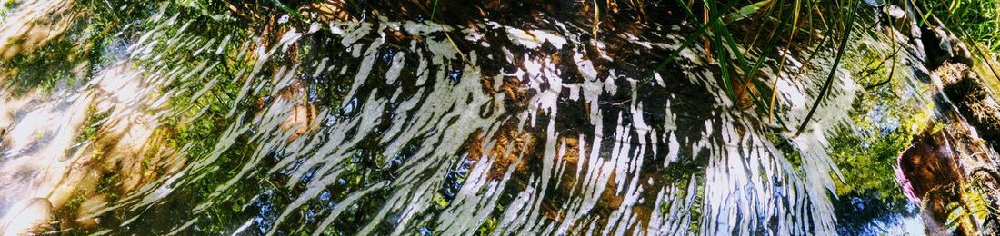 Close-up of tree against water