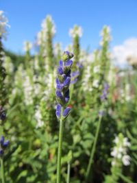 Close-up of purple flowers blooming in field