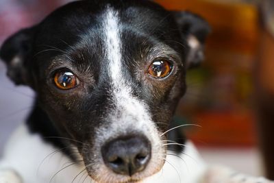 Portrait of black dog