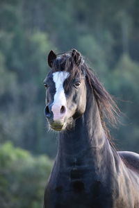 Close-up portrait of a horse