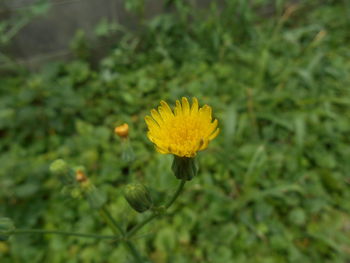 Close-up of yellow flower