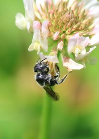 Close-up of bee on flower