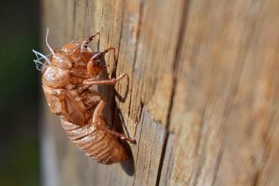 Close-up of insect