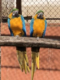 Two birds perching on metal fence