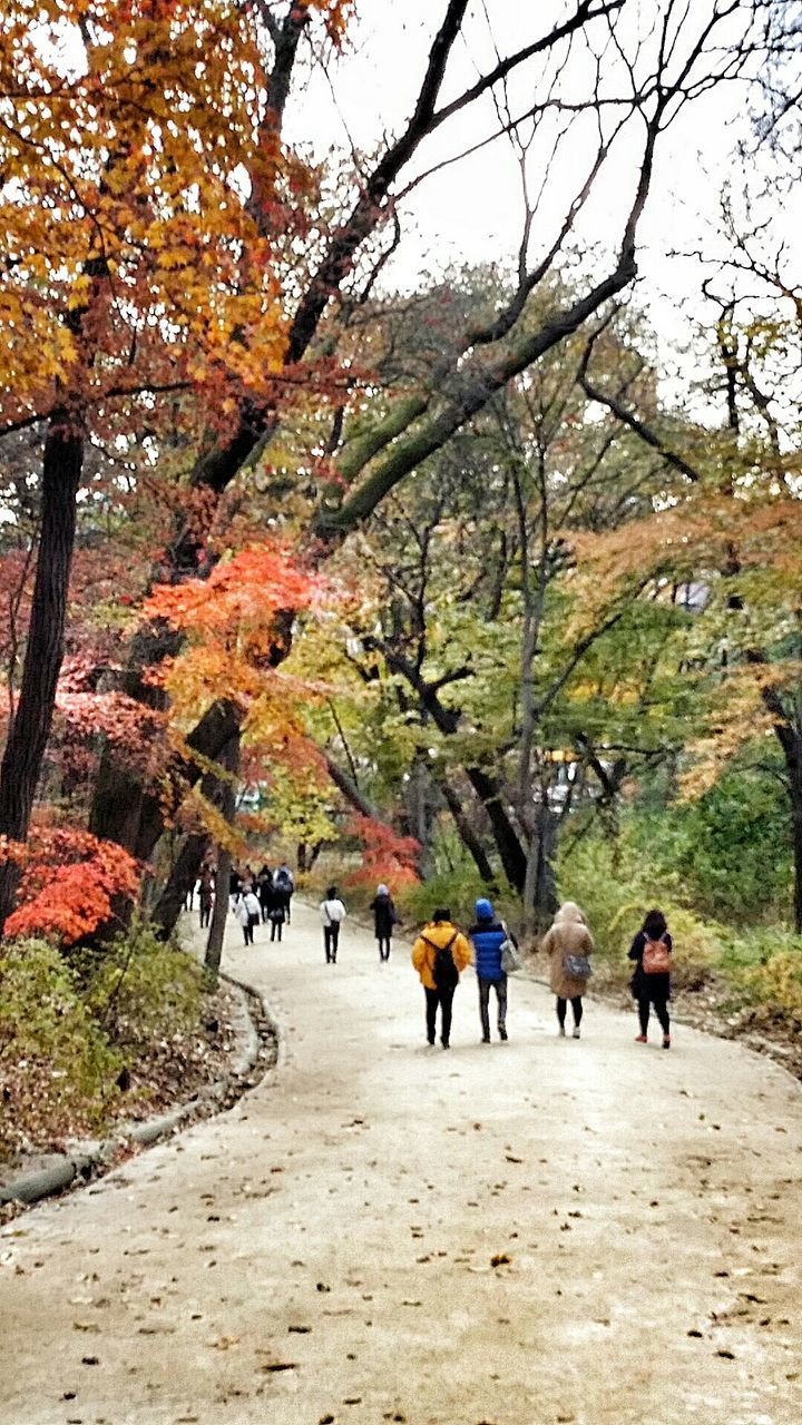 tree, men, walking, person, the way forward, lifestyles, leisure activity, nature, branch, rear view, large group of people, landscape, full length, tranquility, growth, footpath, beauty in nature, tourist, day