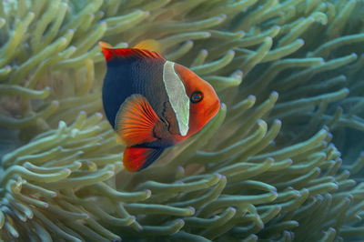 Close-up of fish swimming in sea