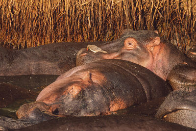 Hippos by the lake