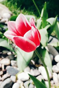 Close-up of red flower blooming outdoors