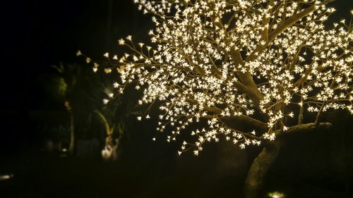 Close-up of plants against trees at night