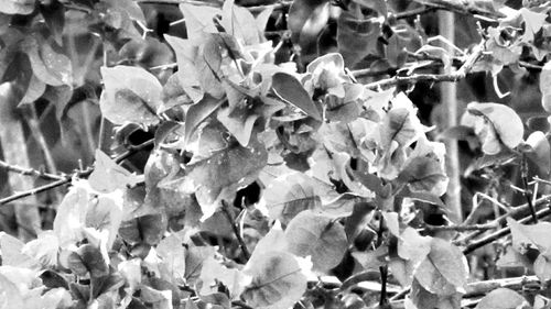 Full frame shot of plants