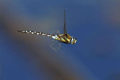 The migrant hawker hovering in the air on crna mlaka