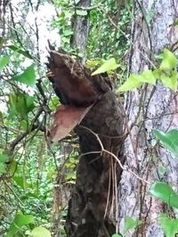 Close-up of tree trunk in forest