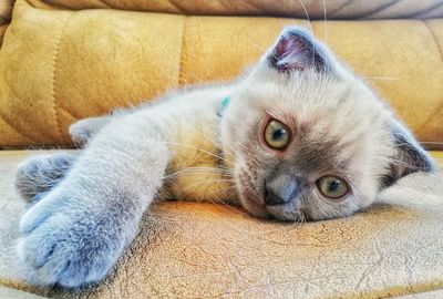 Close-up portrait of a cat lying down on sofa