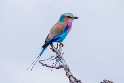 Close-up of bird perching on branch against clear sky