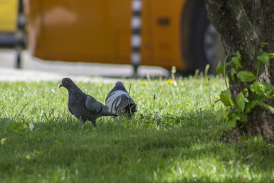 Close-up of bird on field