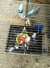 Close-up of birds in cage