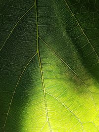 Close-up of leaf