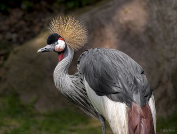 Close-up of a bird on field