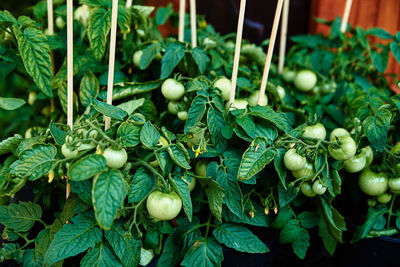 Green tomato in pots for sale at farmer market