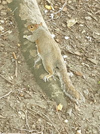 High angle view of squirrel sitting on tree