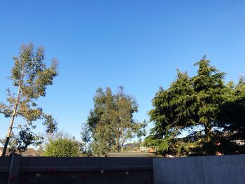 Low angle view of trees against clear blue sky