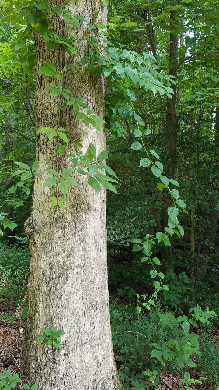 IVY GROWING ON TREE TRUNKS