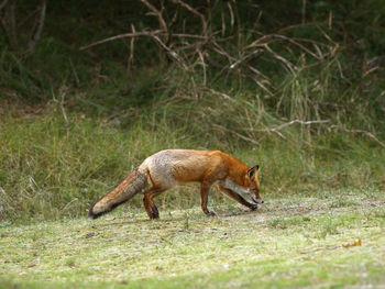 Side view of giraffe running on field