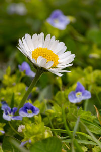 Close-up of white flowering plant on field