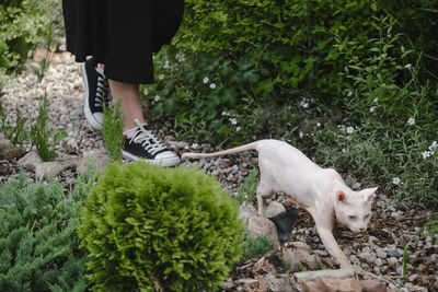 Pretty woman at her 30s in the garden kissing sphinx cat. beautiful dreamlike female walking