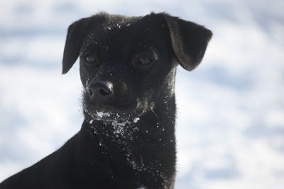 Close-up portrait of black dog