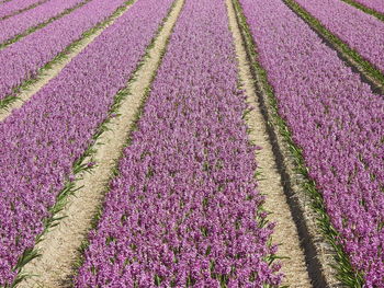 Full frame shot of hyacinths growing in field