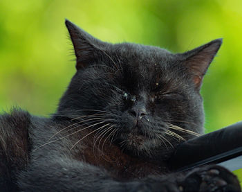 Close-up of black cat