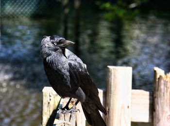 Close-up of bird perching on wooden post