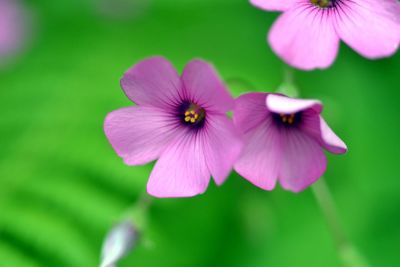 Close-up of pink flowers