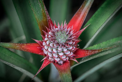 Close-up of red flower