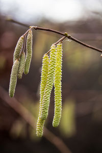 Close-up of plant