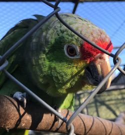 Close-up of parrot in cage