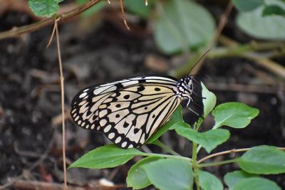 Close-up of butterfly on flower