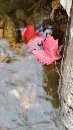 High angle view of maple leaf floating on water