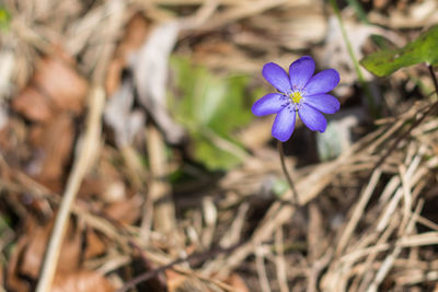 Close-up of purple crocus blooming outdoors