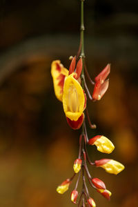 Close-up of yellow flowering plant