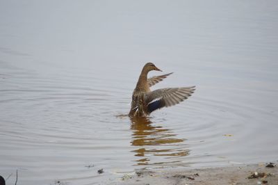 Bird flying over lake