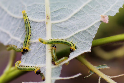 Close-up of caterpillars on leaf.